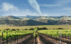 Rancho Sisquoc  Winery Image