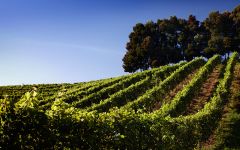 Terras Gauda Caino Blanco Vineyards Winery Image