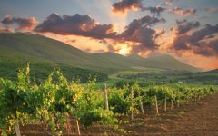 Le Grand Courtage Winery Image
