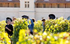 Chateau Angelus Harvest in the vineyards Winery Image