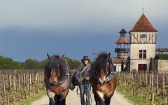 Chateau Smith Haut Lafitte Organic Viticulture Winery Image