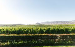 Edna Valley Vineyard Deep Californian roots Winery Image