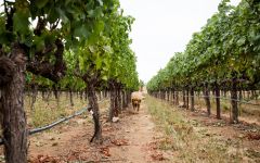 Brick & Mortar Brick & Mortar Dog in Vineyard Winery Image