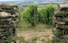 Joseph Drouhin Clos des Mouches Winery Image