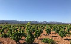 Ca'n Verdura Old Bush-Trained Vines in Binissalem Winery Image