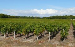 Chateau Pey de Pont Winery Image