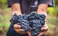 Casa Santos Lima Harvest of red grapes Winery Image