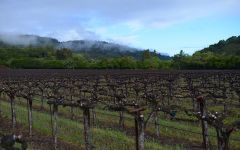 Matthiasson Red Hen Merlot Vineyard Site Winery Image