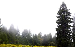 La Crema Vineyards in the Russian River Valley Winery Image