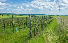 Johannes Zillinger Zweigelt Vines Winery Image