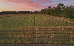 Cullen Cullen Vineyard Winery Image