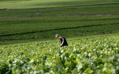 Joseph Drouhin Philippe Drouhin in the Vineyard Winery Image