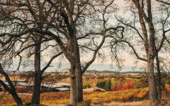 Terra d'Oro Prime Amador County Location Winery Image