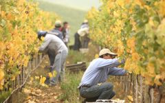Arboleda Winery Image