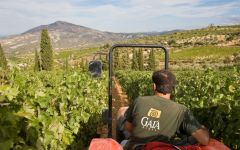 Gaia Leon and Yiannis in the vineyards Winery Image