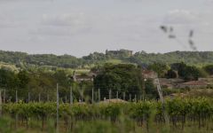 Chateau Haut Gaudin Vineyard  Winery Image
