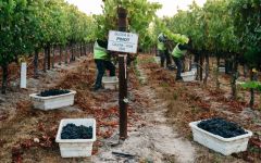 Maxem Wine Harvest Winery Image