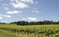 Four Graces Foley Family Vineyard Winery Image