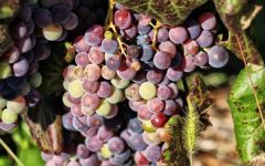 Liquid Geography Mencia Clusters Winery Image