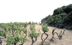 Telmo Rodriguez Vines in Rioja Winery Image