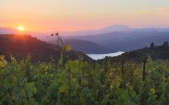 Continuum Sage Mountain Vineyard - Lake Hennessey Winery Image