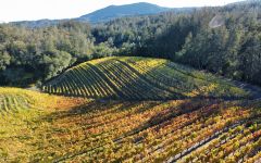 Cathiard Vineyard Hillside Napa Valley Winery Image