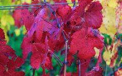 Quentin Harel Vines in Autumn Winery Image