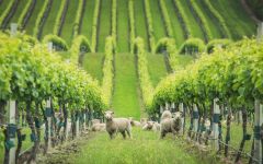 Yealands Babydoll Sheep in vineyard row Winery Image