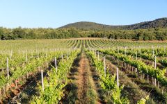 Domaine de Triennes  Winery Image