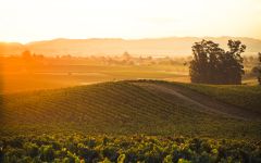 La Crema Vineyards in Carneros Winery Image