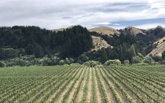 Te Mata Estate Gamay Noir Vines Winery Image