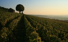 Bouchard Pere & Fils  Corton Charlemagne Winery Image