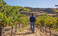 Orin Swift Cellars Dave Phinney in the Vineyard Winery Image