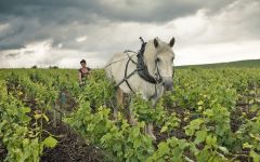 Louis Roederer Horse-drawn plow in the vineyards Winery Image