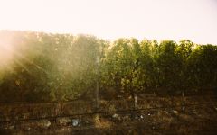 Mount Fishtail Wines  Winery Image
