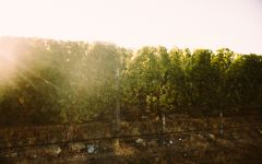 Mount Fishtail Wines Winery Image