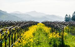 Heitz Cellar Trailside Vineyard in Spring, Rutherford Winery Image