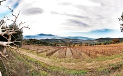 Val di Suga Poggio Al Granchio Vineyard Winery Image