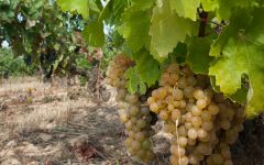 Sierra de la Demanda by Alberto Orte Winery Image