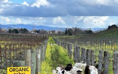 Cathiard Vineyard Organic Winery Image
