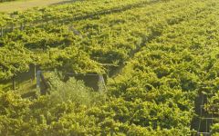 Paco & Lola Vines in Rias Baixas Winery Image