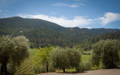 Inglenook  Winery Image