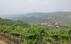Sartori Sartori Vineyards Winery Image