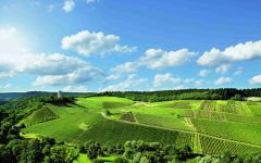 Robert Weil Kiedrich Grafenberg Vineyard Winery Image