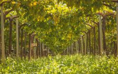 Santa Julia Santa Rosa Vineyard Winery Image