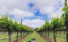 Vigilance Dog Lounging in the Vigilance Vineyards Winery Image