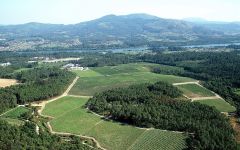 Santiago Ruiz Aeral View of Vineyards in Rias Baixas Winery Image