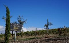 Cordella  Winery Image