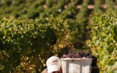 Concha y Toro Grape Harvest Winery Image