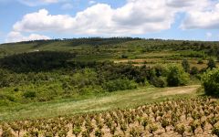 Llopart Winery Image